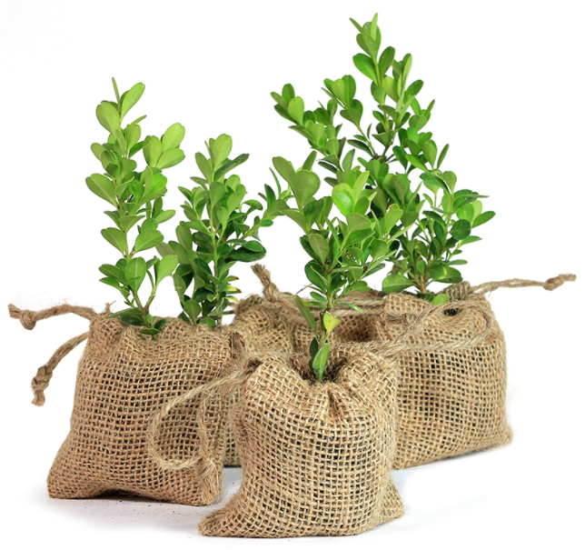 How To Plant Ọmọ Mi Skin's Trinkets